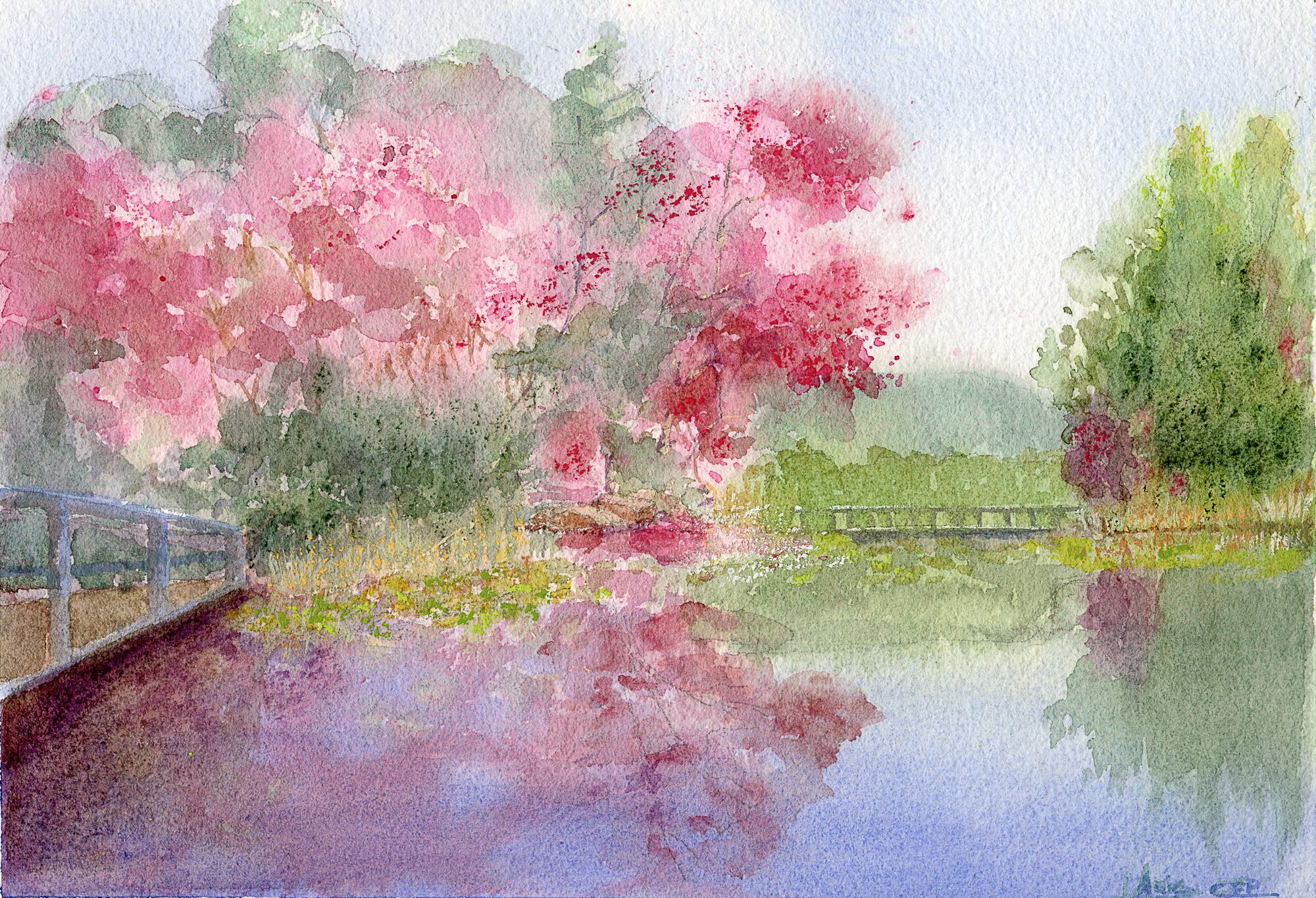 a still pond reflecting pink blossoming trees and bushes, with a railed bridge in the foreground and a small footbridge leading to the back of the garden
